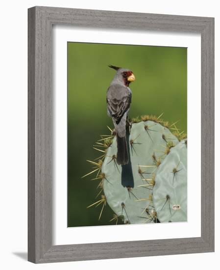 Pyrrhuloxia on Texas Prickly Pear Cactus, Rio Grande Valley, Texas, USA-Rolf Nussbaumer-Framed Photographic Print