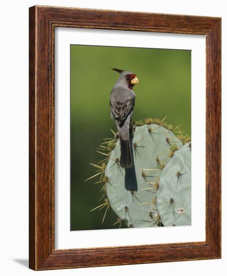 Pyrrhuloxia on Texas Prickly Pear Cactus, Rio Grande Valley, Texas, USA-Rolf Nussbaumer-Framed Photographic Print