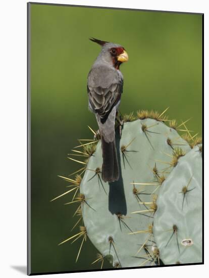 Pyrrhuloxia on Texas Prickly Pear Cactus, Rio Grande Valley, Texas, USA-Rolf Nussbaumer-Mounted Photographic Print