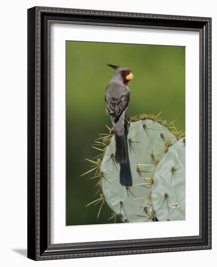 Pyrrhuloxia on Texas Prickly Pear Cactus, Rio Grande Valley, Texas, USA-Rolf Nussbaumer-Framed Photographic Print