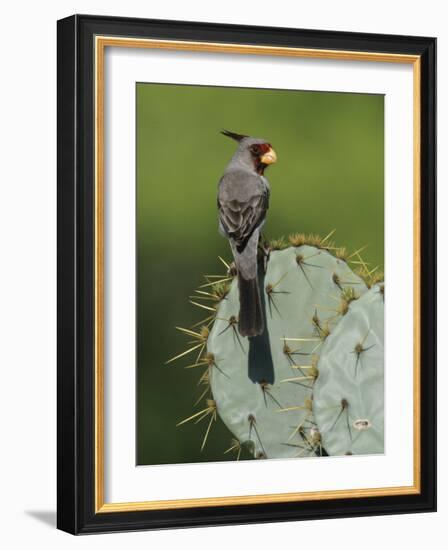 Pyrrhuloxia on Texas Prickly Pear Cactus, Rio Grande Valley, Texas, USA-Rolf Nussbaumer-Framed Photographic Print