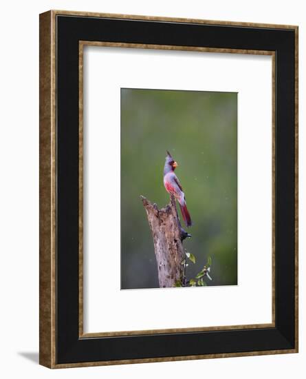 Pyrrhuloxia perched during rainfall.-Larry Ditto-Framed Photographic Print