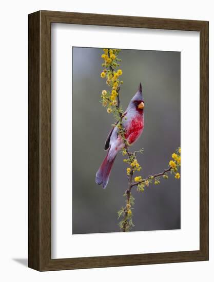 Pyrrhuloxia perched.-Larry Ditto-Framed Photographic Print