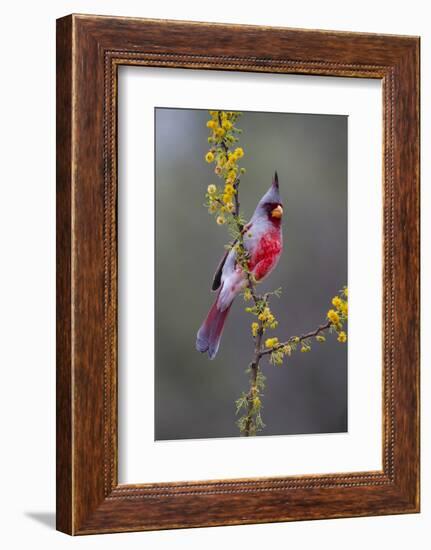 Pyrrhuloxia perched.-Larry Ditto-Framed Photographic Print