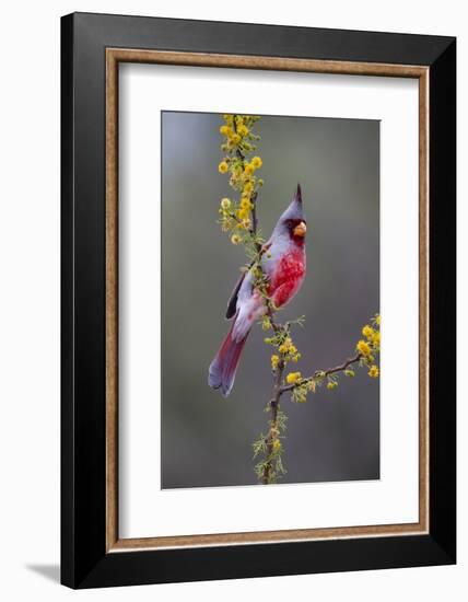 Pyrrhuloxia perched.-Larry Ditto-Framed Photographic Print