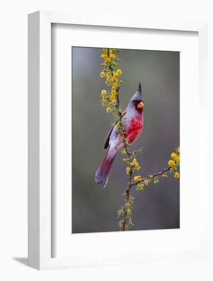 Pyrrhuloxia perched.-Larry Ditto-Framed Photographic Print