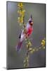 Pyrrhuloxia perched.-Larry Ditto-Mounted Photographic Print