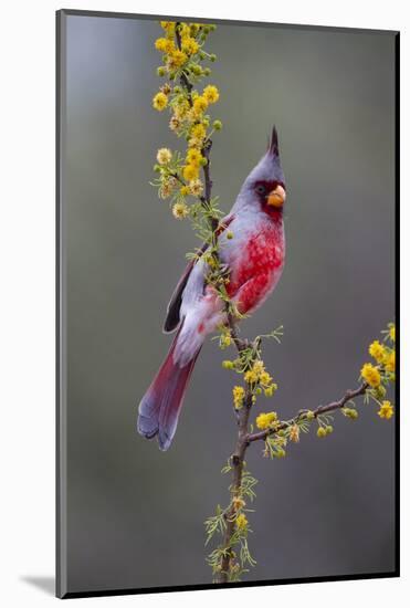 Pyrrhuloxia perched.-Larry Ditto-Mounted Photographic Print