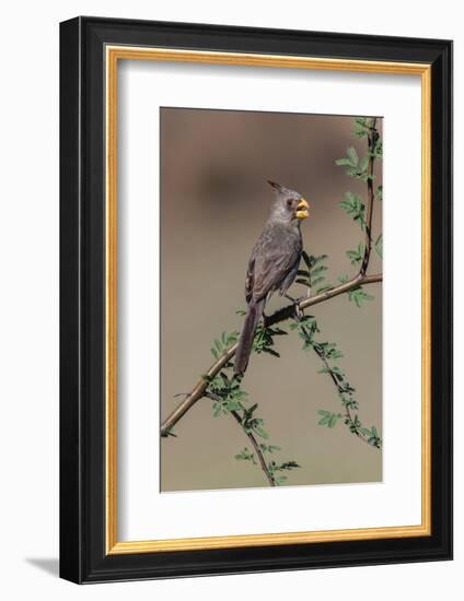 Pyrrhuloxia, Rio Grande Valley, Texas-Adam Jones-Framed Photographic Print