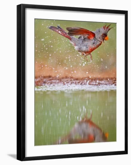 Pyrrhuloxia, Texas, USA-Larry Ditto-Framed Photographic Print