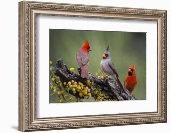 Pyrrhuloxia with northern cardinals.-Larry Ditto-Framed Photographic Print