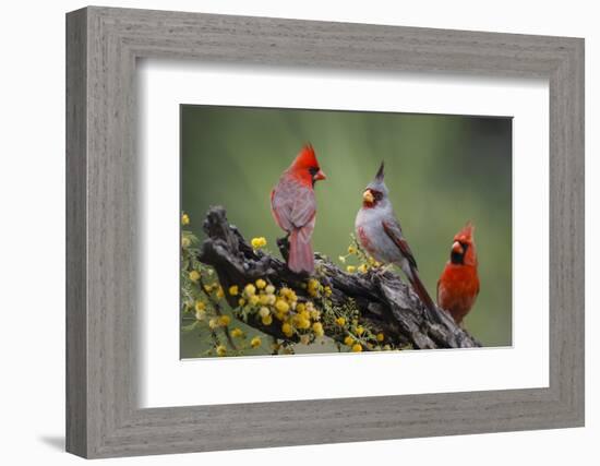 Pyrrhuloxia with northern cardinals.-Larry Ditto-Framed Photographic Print