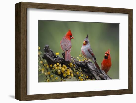 Pyrrhuloxia with northern cardinals.-Larry Ditto-Framed Photographic Print