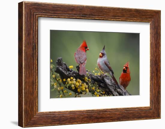 Pyrrhuloxia with northern cardinals.-Larry Ditto-Framed Photographic Print