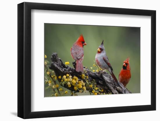 Pyrrhuloxia with northern cardinals.-Larry Ditto-Framed Photographic Print