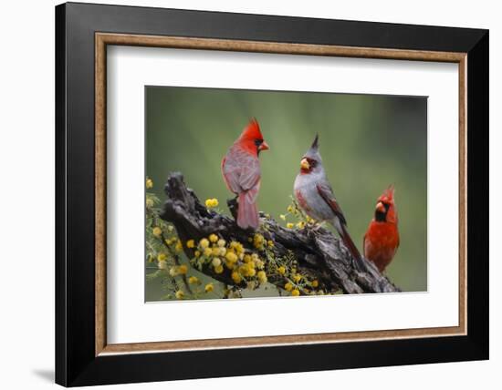 Pyrrhuloxia with northern cardinals.-Larry Ditto-Framed Photographic Print