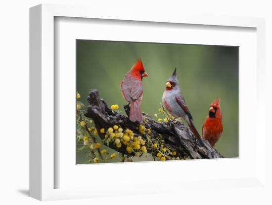 Pyrrhuloxia with northern cardinals.-Larry Ditto-Framed Photographic Print