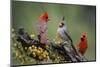 Pyrrhuloxia with northern cardinals.-Larry Ditto-Mounted Photographic Print