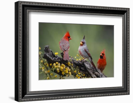 Pyrrhuloxia with northern cardinals.-Larry Ditto-Framed Photographic Print