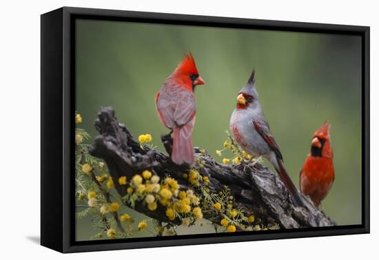 Pyrrhuloxia with northern cardinals.-Larry Ditto-Framed Premier Image Canvas