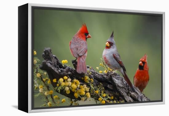 Pyrrhuloxia with northern cardinals.-Larry Ditto-Framed Premier Image Canvas