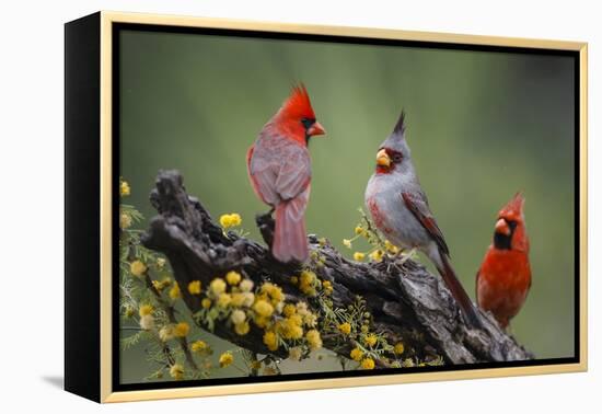 Pyrrhuloxia with northern cardinals.-Larry Ditto-Framed Premier Image Canvas