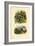 Pyrula Shells, 1833-39-null-Framed Giclee Print