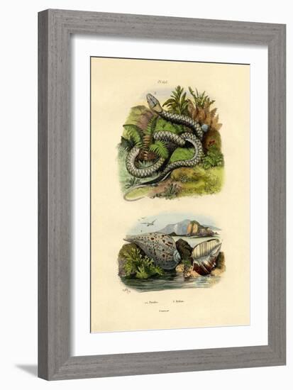 Pyrula Shells, 1833-39-null-Framed Giclee Print