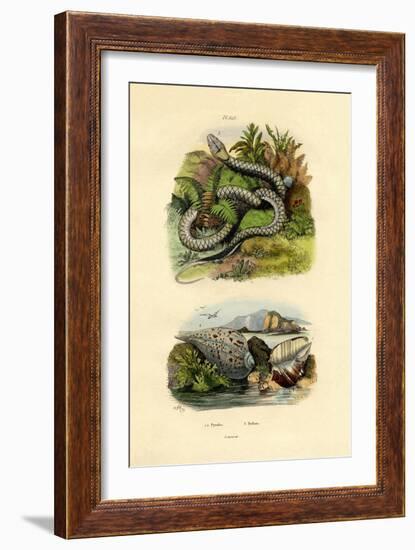 Pyrula Shells, 1833-39-null-Framed Giclee Print