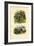 Pyrula Shells, 1833-39-null-Framed Giclee Print