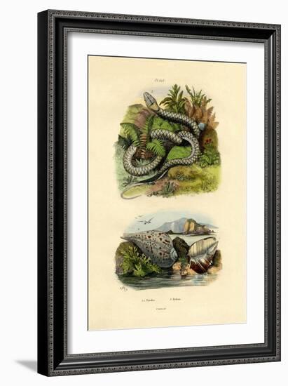 Pyrula Shells, 1833-39-null-Framed Giclee Print