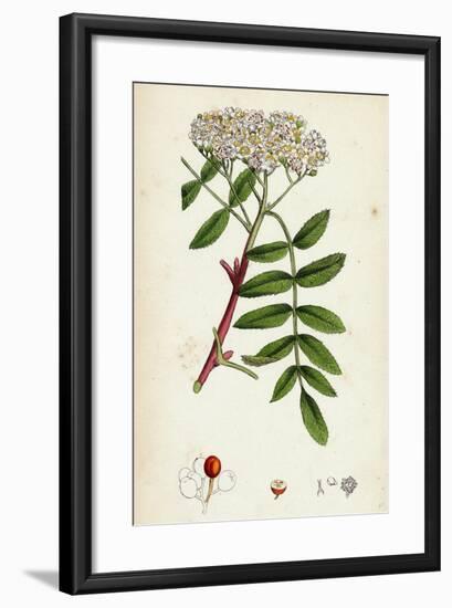 Pyrus Aucuparia Mountain-Ash-null-Framed Giclee Print