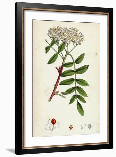 Pyrus Aucuparia Mountain-Ash-null-Framed Giclee Print