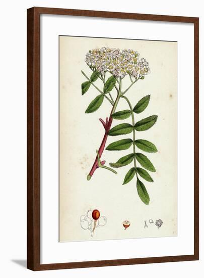 Pyrus Aucuparia Mountain-Ash-null-Framed Giclee Print