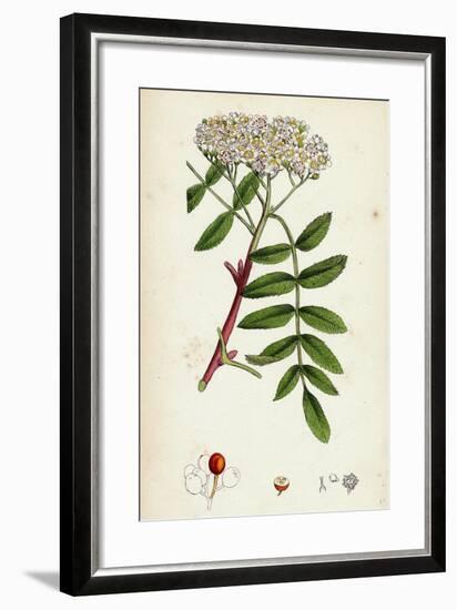 Pyrus Aucuparia Mountain-Ash-null-Framed Giclee Print