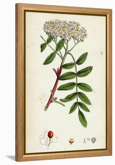 Pyrus Aucuparia Mountain-Ash-null-Framed Premier Image Canvas