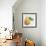 Pyrus, pear-Jennifer Abbott-Framed Giclee Print displayed on a wall