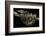 Python Reticulatus (Reticulated Python)-Paul Starosta-Framed Photographic Print