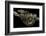 Python Reticulatus (Reticulated Python)-Paul Starosta-Framed Photographic Print