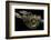 Python Reticulatus (Reticulated Python)-Paul Starosta-Framed Photographic Print