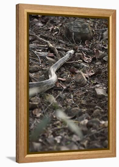 Python Snake (Pythonidae), Ranthambhore, Rajasthan, India-Janette Hill-Framed Premier Image Canvas