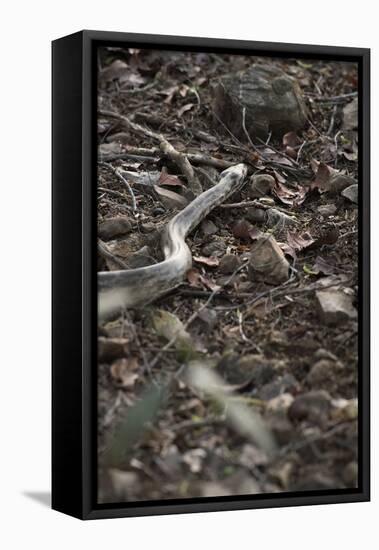 Python Snake (Pythonidae), Ranthambhore, Rajasthan, India-Janette Hill-Framed Premier Image Canvas