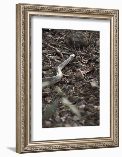 Python Snake (Pythonidae), Ranthambhore, Rajasthan, India-Janette Hill-Framed Photographic Print