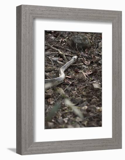 Python Snake (Pythonidae), Ranthambhore, Rajasthan, India-Janette Hill-Framed Photographic Print