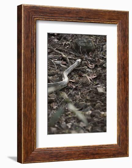 Python Snake (Pythonidae), Ranthambhore, Rajasthan, India-Janette Hill-Framed Photographic Print