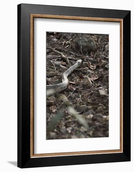 Python Snake (Pythonidae), Ranthambhore, Rajasthan, India-Janette Hill-Framed Photographic Print