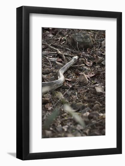 Python Snake (Pythonidae), Ranthambhore, Rajasthan, India-Janette Hill-Framed Photographic Print