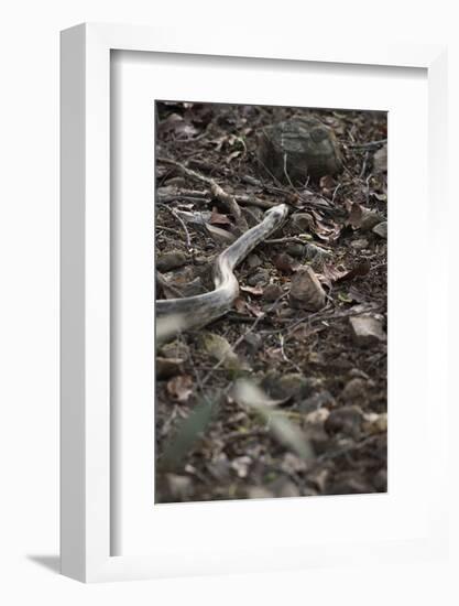 Python Snake (Pythonidae), Ranthambhore, Rajasthan, India-Janette Hill-Framed Photographic Print