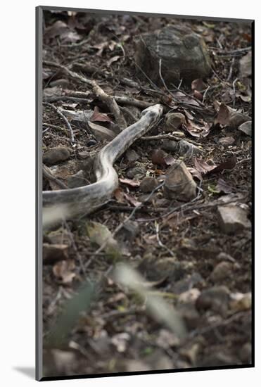 Python Snake (Pythonidae), Ranthambhore, Rajasthan, India-Janette Hill-Mounted Photographic Print