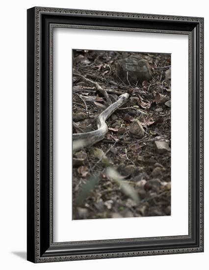 Python Snake (Pythonidae), Ranthambhore, Rajasthan, India-Janette Hill-Framed Photographic Print